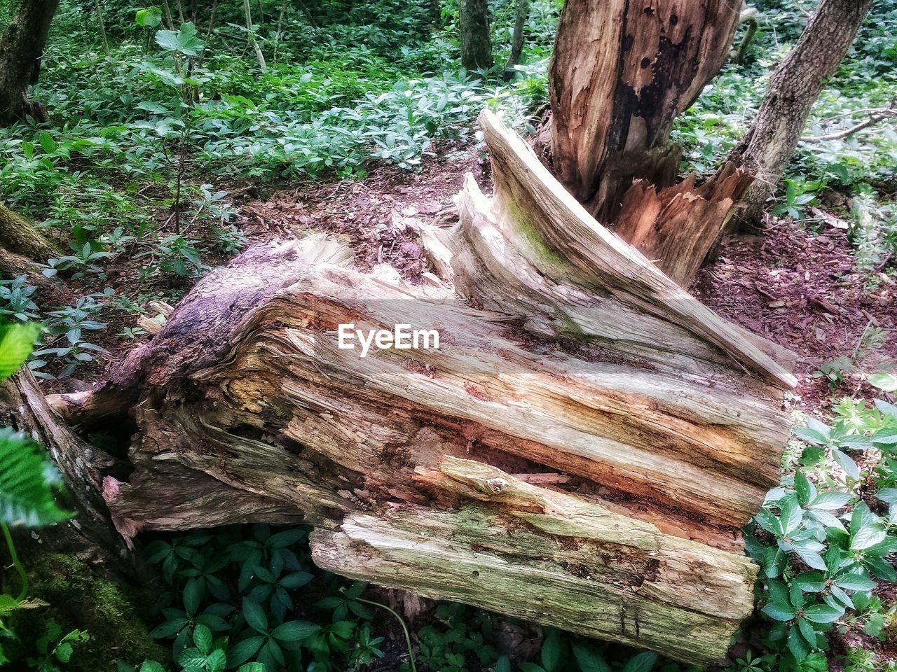TREE TRUNK IN FOREST