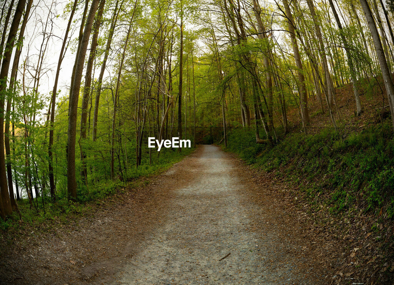 FOOTPATH PASSING THROUGH FOREST