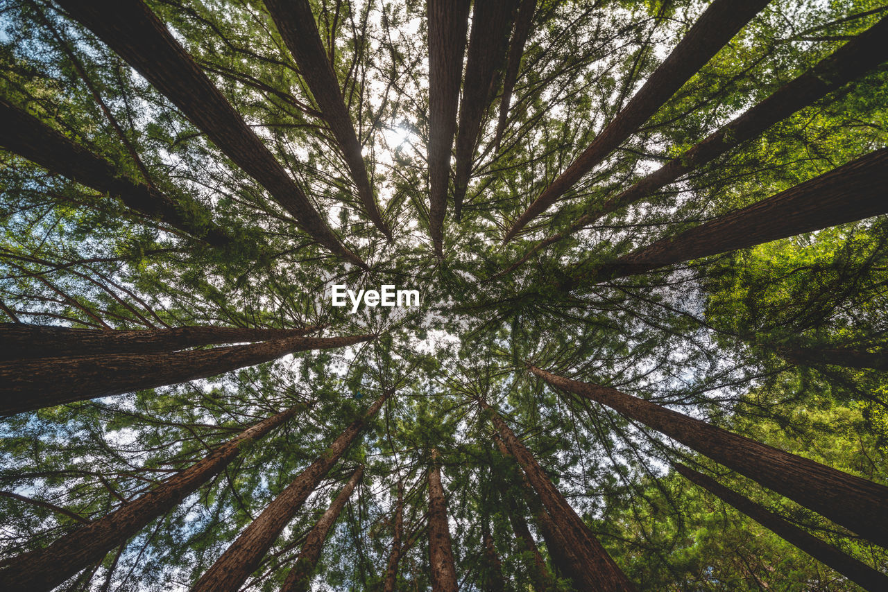 LOW ANGLE VIEW OF BAMBOO TREES IN FOREST