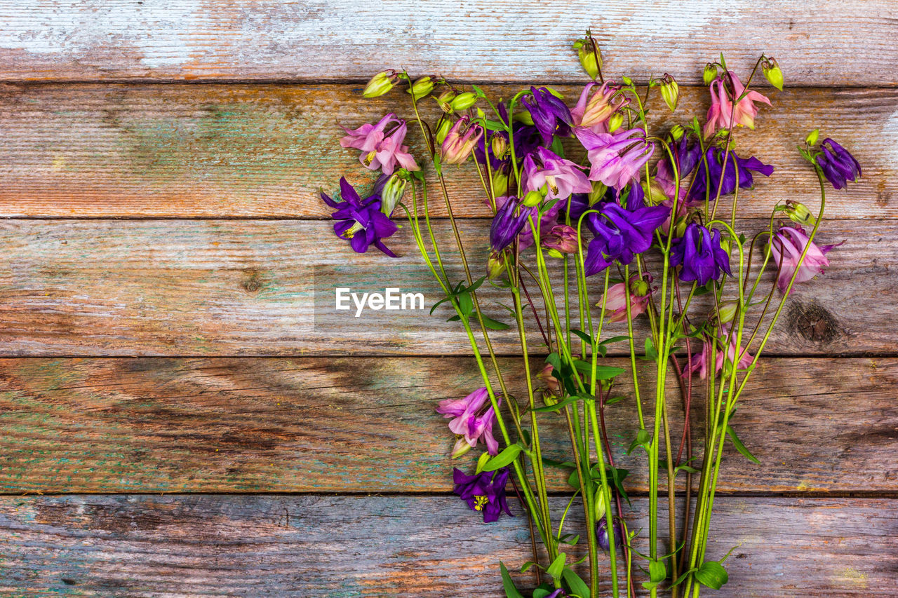 PURPLE FLOWERING PLANT AGAINST WALL