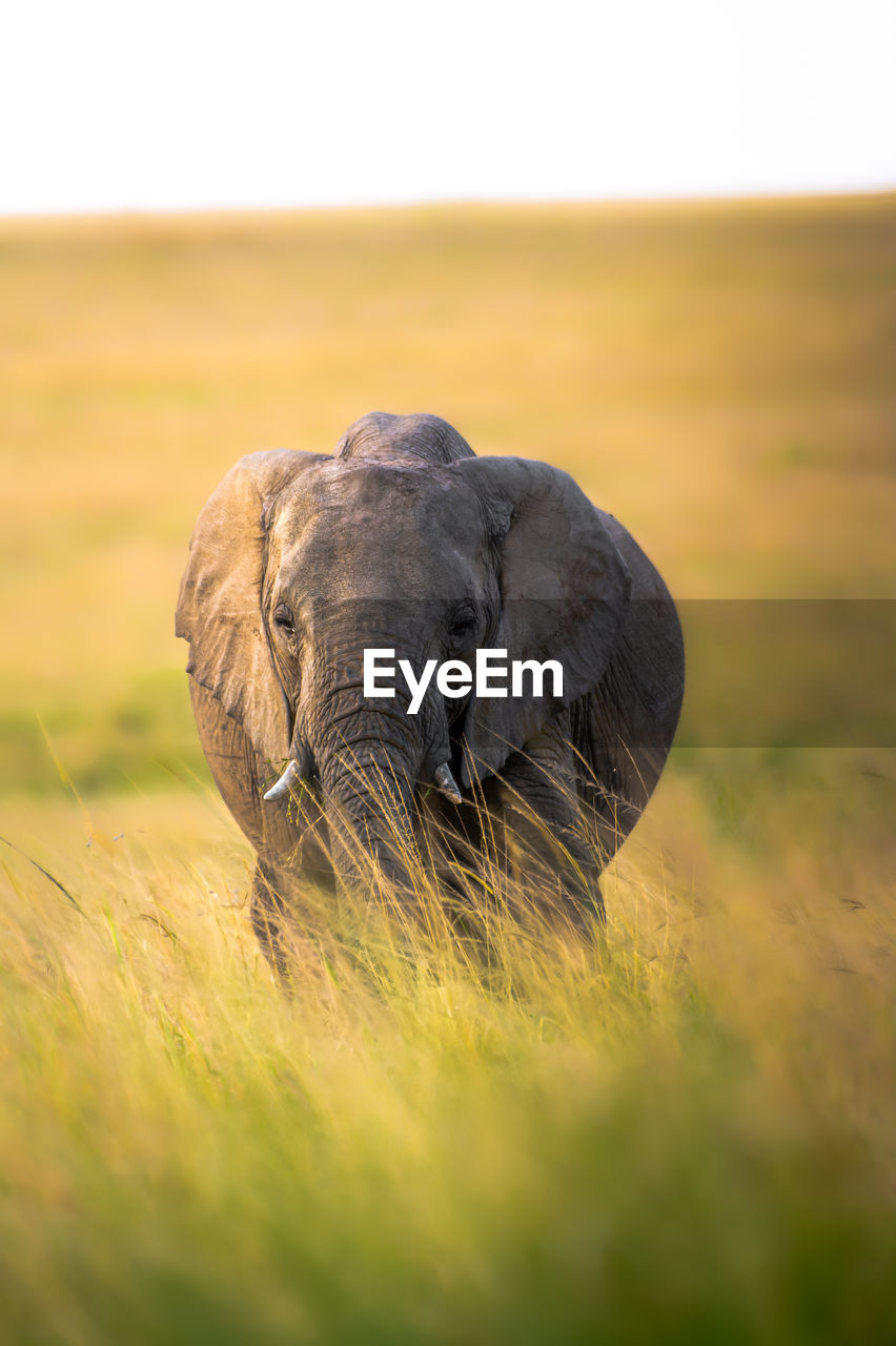 Elephant standing on field