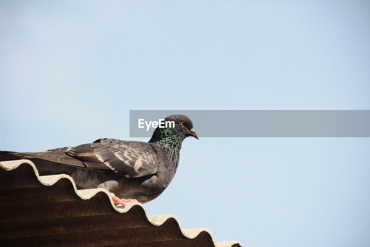 Low angle view of pigeon perching on roof against clear sky