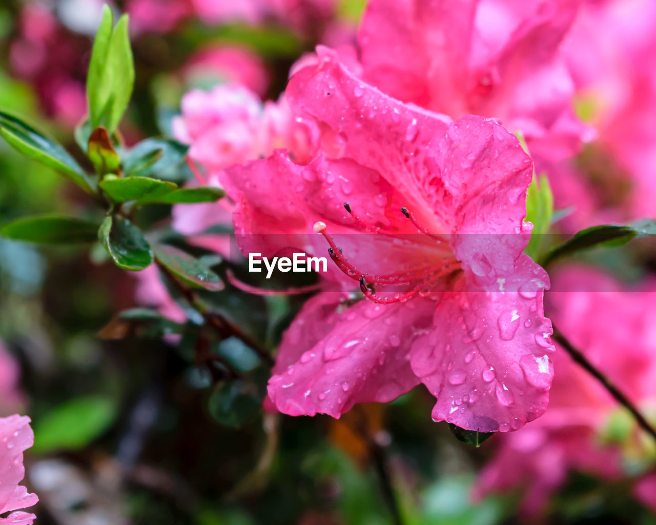 CLOSE-UP OF WET PINK FLOWERS