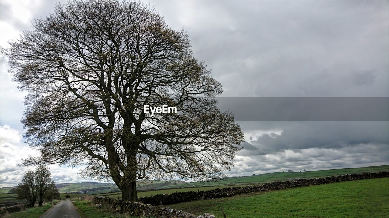 BARE TREES ON GRASSY FIELD AGAINST CLOUDY SKY