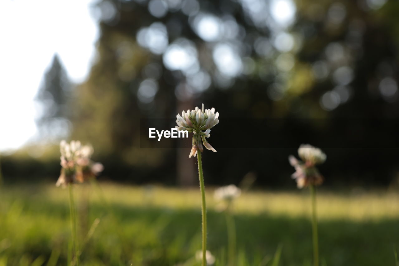 CLOSE-UP OF WHITE FLOWERING PLANT