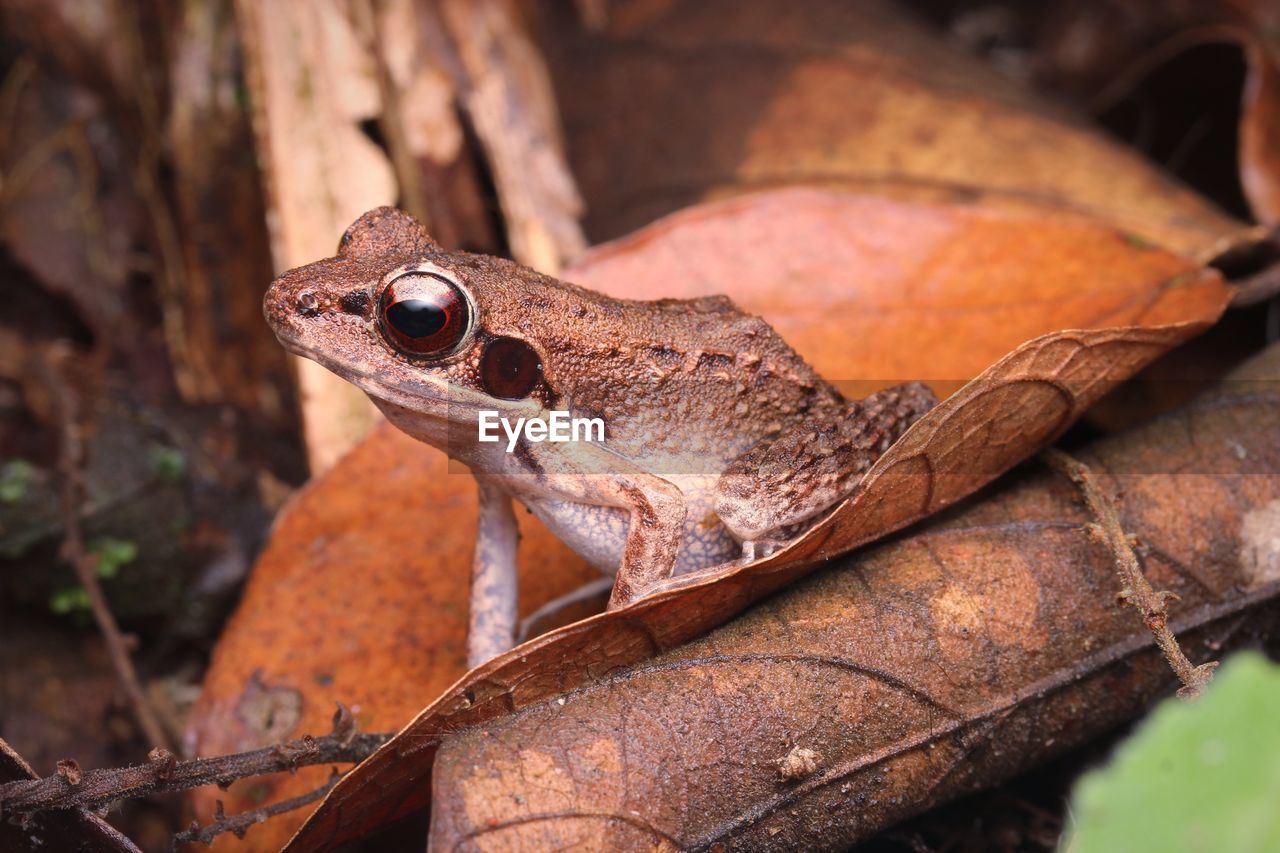 CLOSE-UP OF A LIZARD ON A LEAF