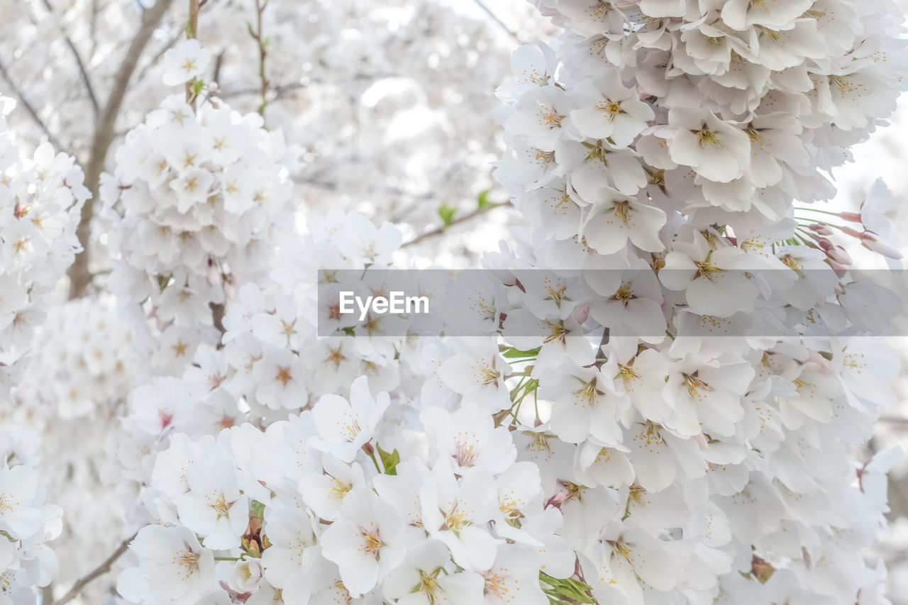 Close-up of white cherry blossom tree