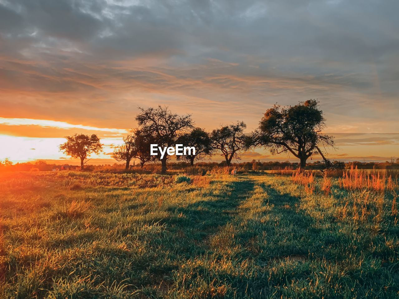 Trees on field against sky during sunset