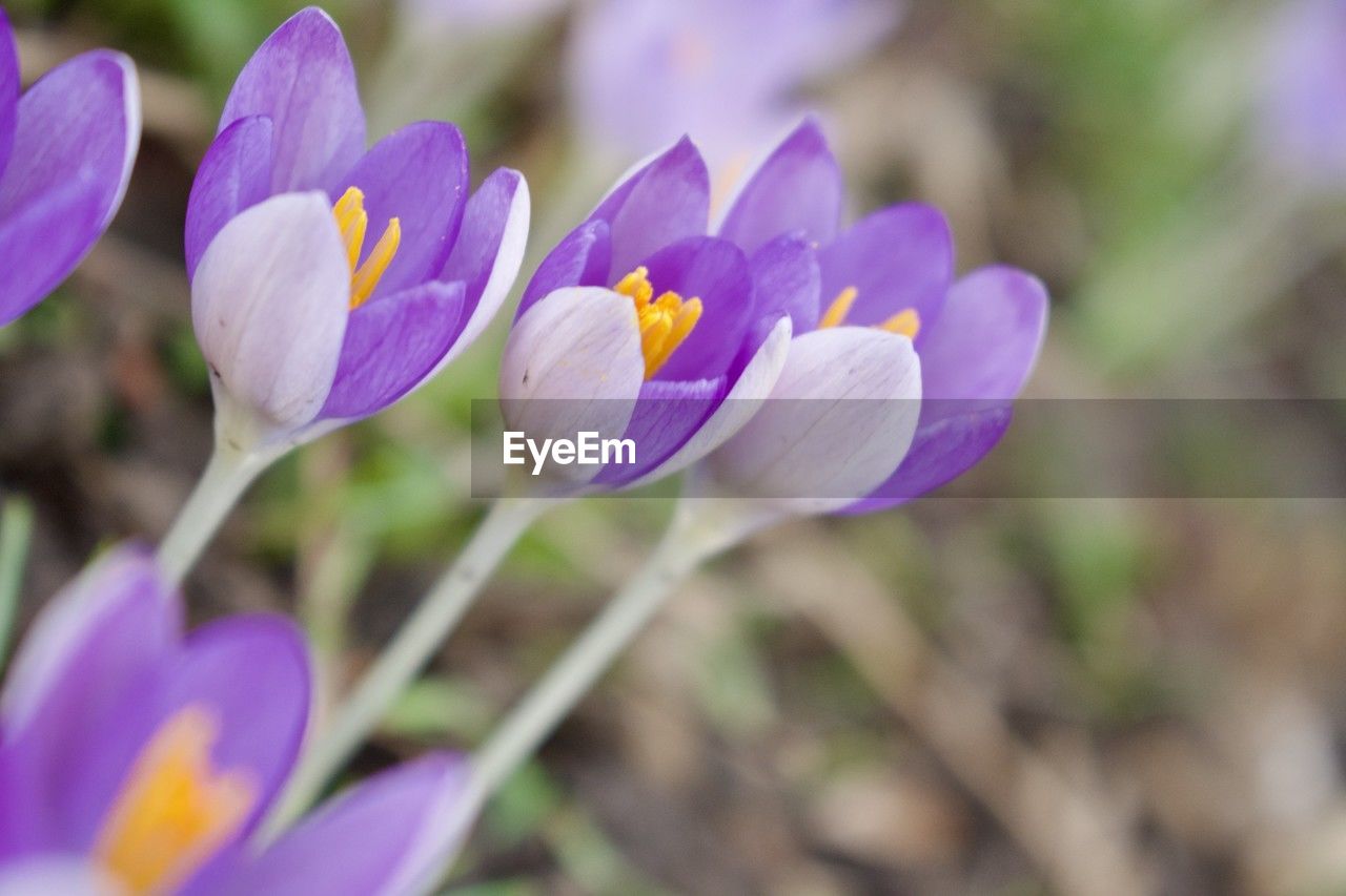 flower, flowering plant, plant, crocus, freshness, beauty in nature, purple, close-up, nature, petal, fragility, growth, flower head, inflorescence, iris, no people, springtime, blossom, outdoors, focus on foreground, selective focus, macro photography, botany, land, multi colored, flowerbed, environment, day