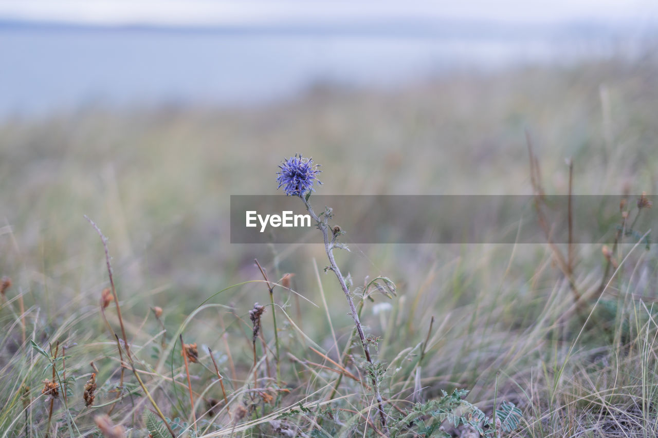 Close-up of purple flowering plant on field