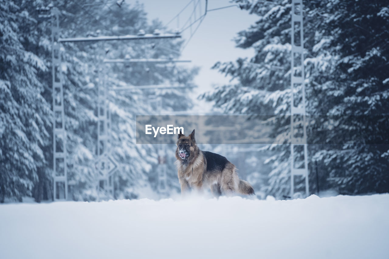 Beautiful domestic hunter dog walking between trees in winter forest