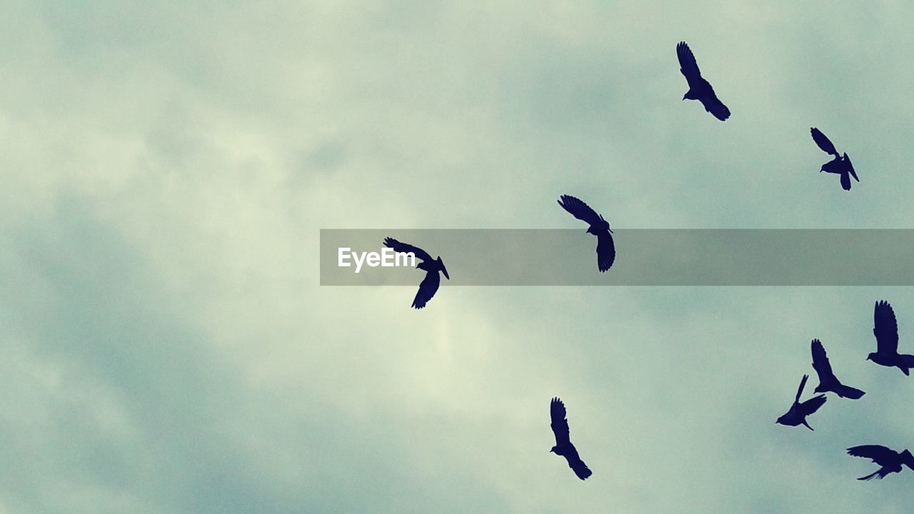 LOW ANGLE VIEW OF BIRDS AGAINST SKY