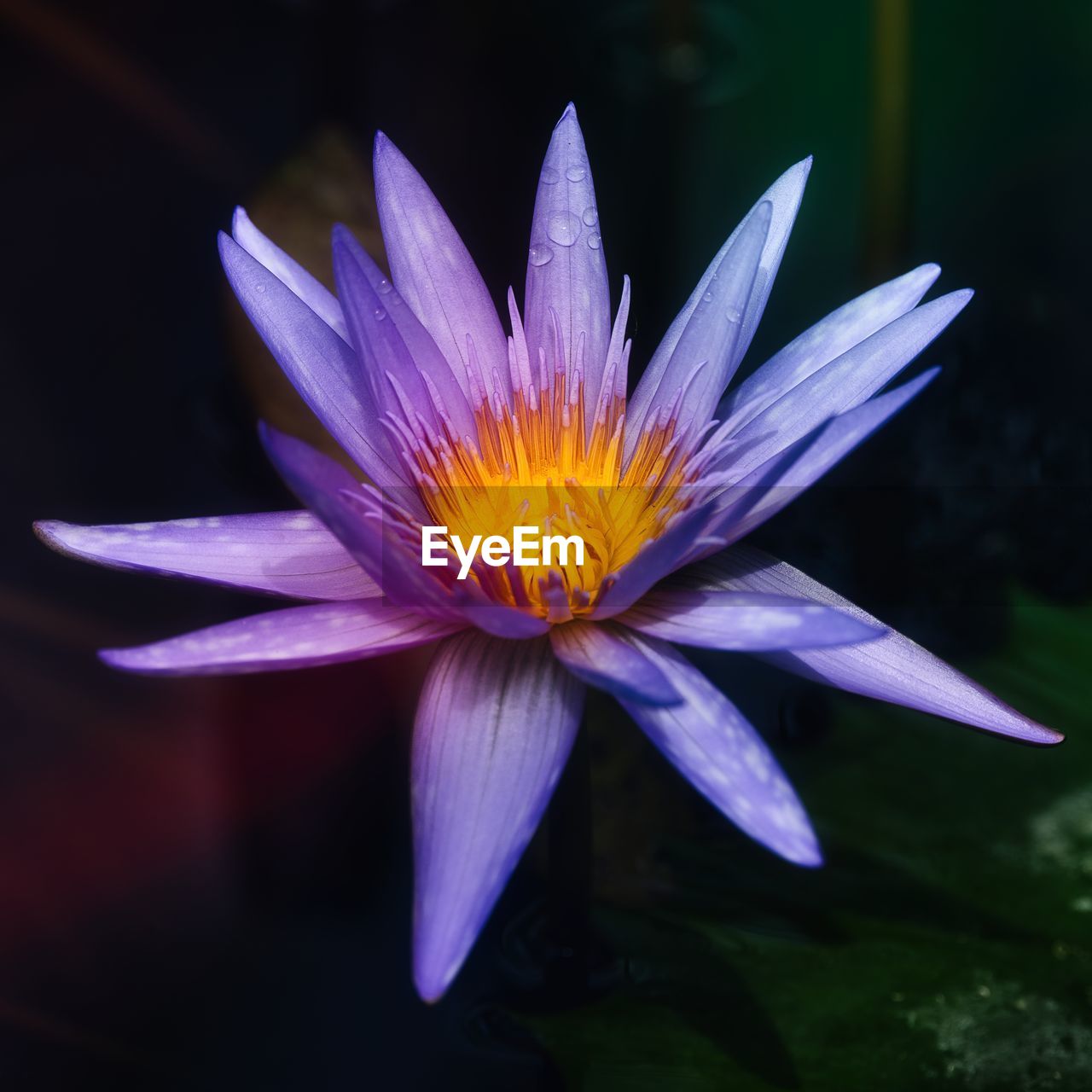 Purple water lily flower outdoors in nature