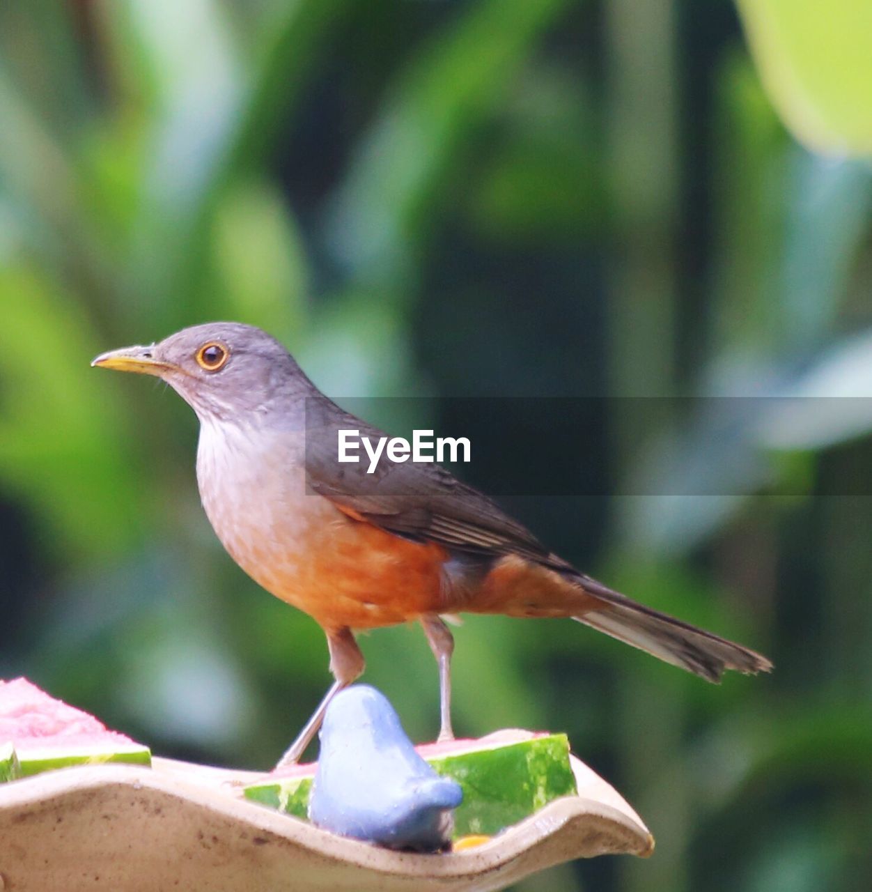 CLOSE-UP OF SPARROW PERCHING OUTDOORS