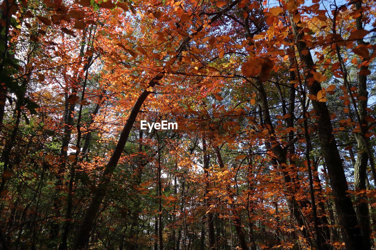 Low angle view of trees in forest during autumn