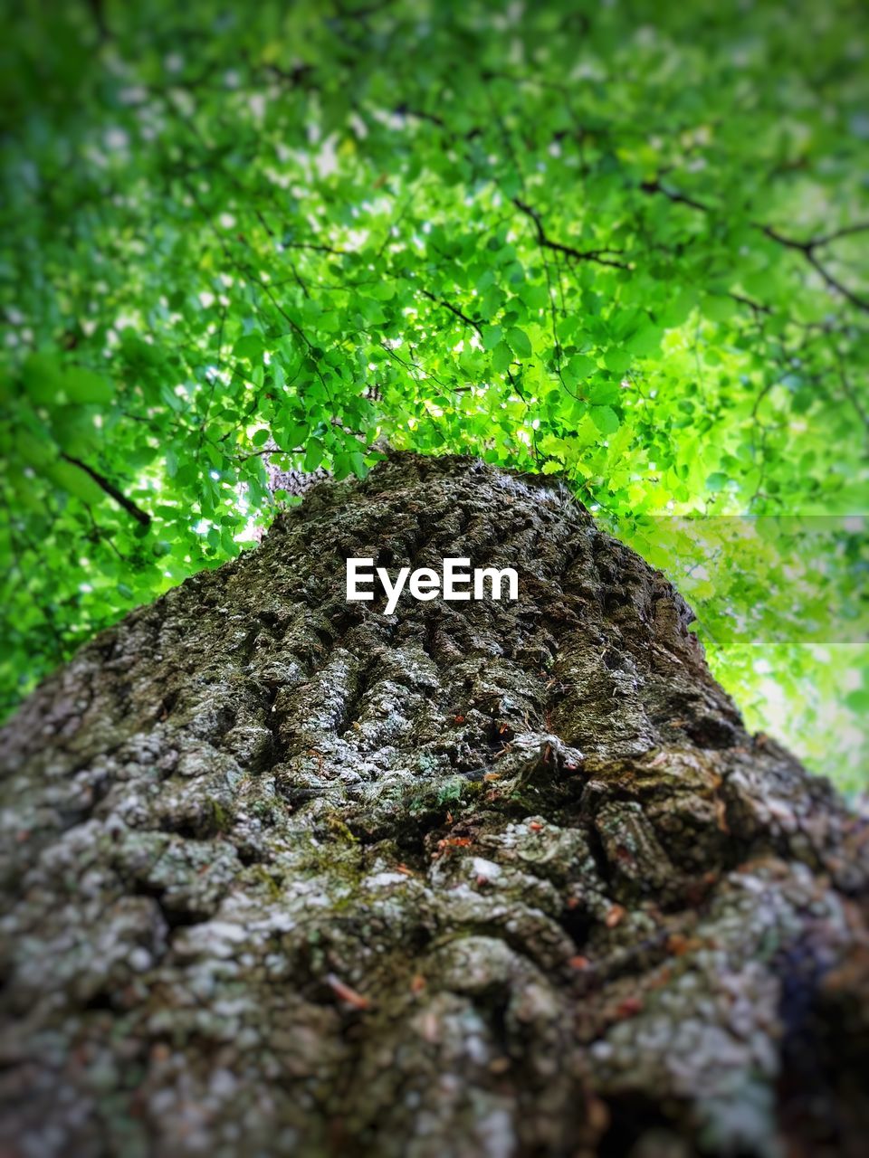 CLOSE-UP OF MOSS ON TREE TRUNK