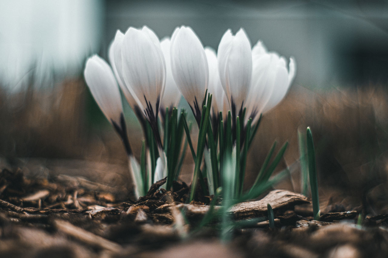 Close-up of white crocus flowers on field