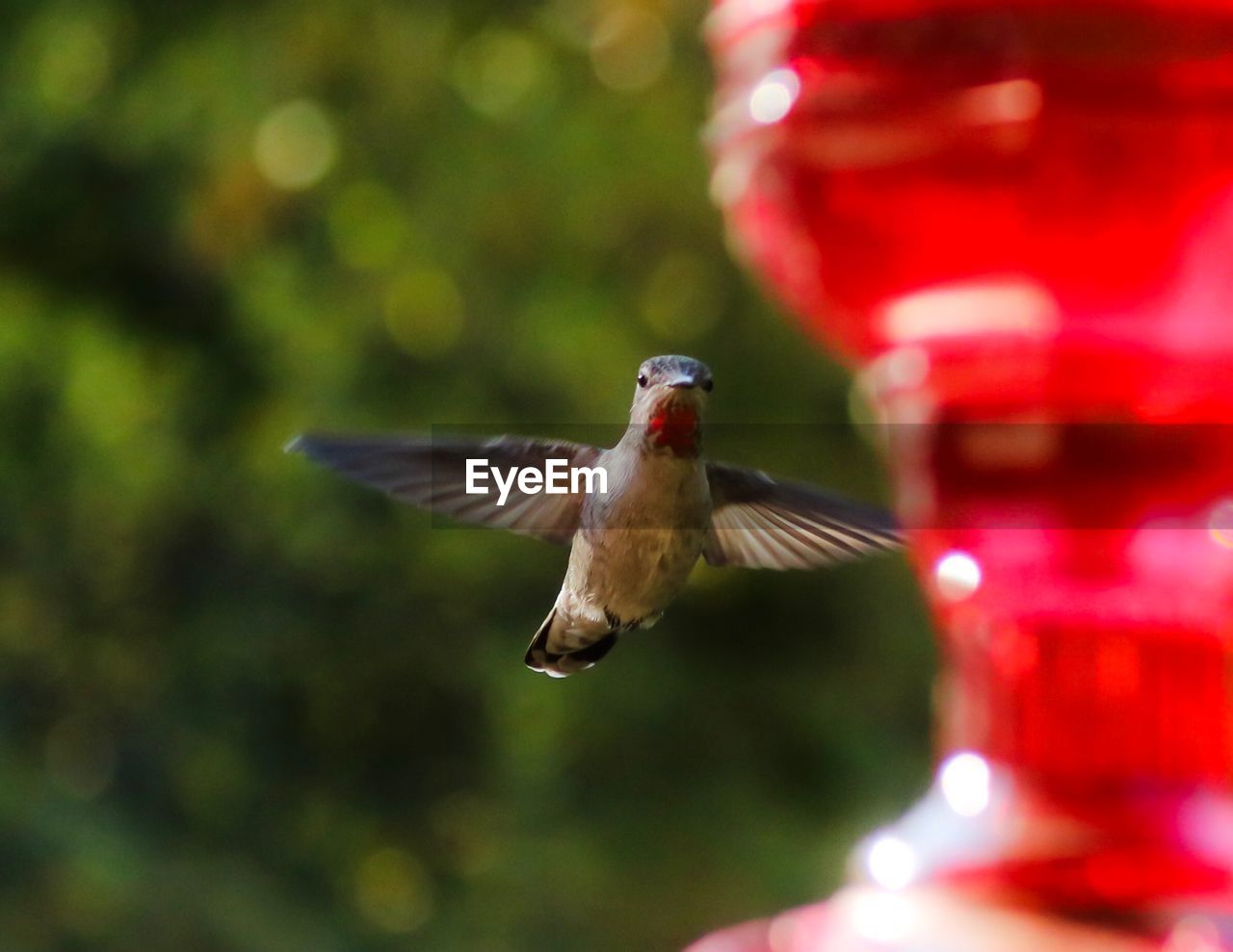 BIRD FLYING OVER A BLURRED MOTION OF A YOUNG