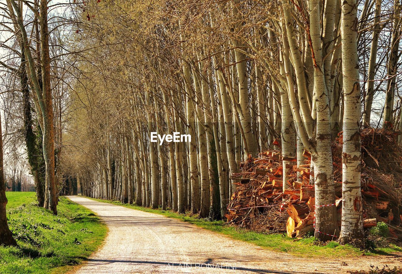 Road amidst trees in forest