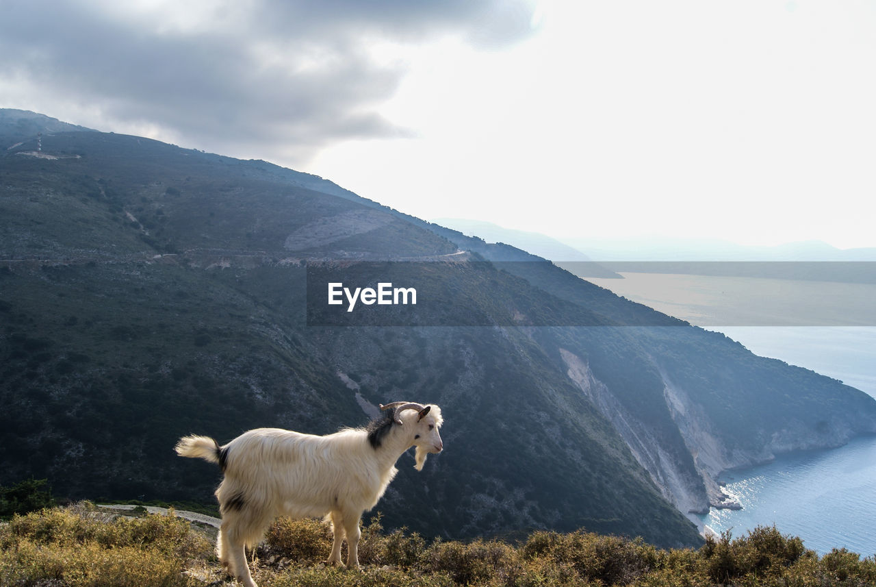 COW STANDING ON LANDSCAPE AGAINST SKY