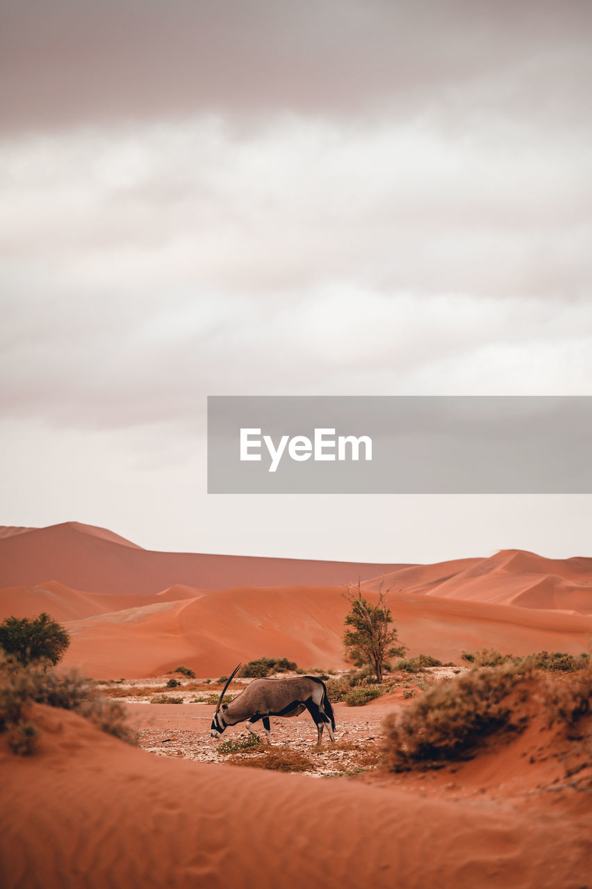 Oryx in sand dunes