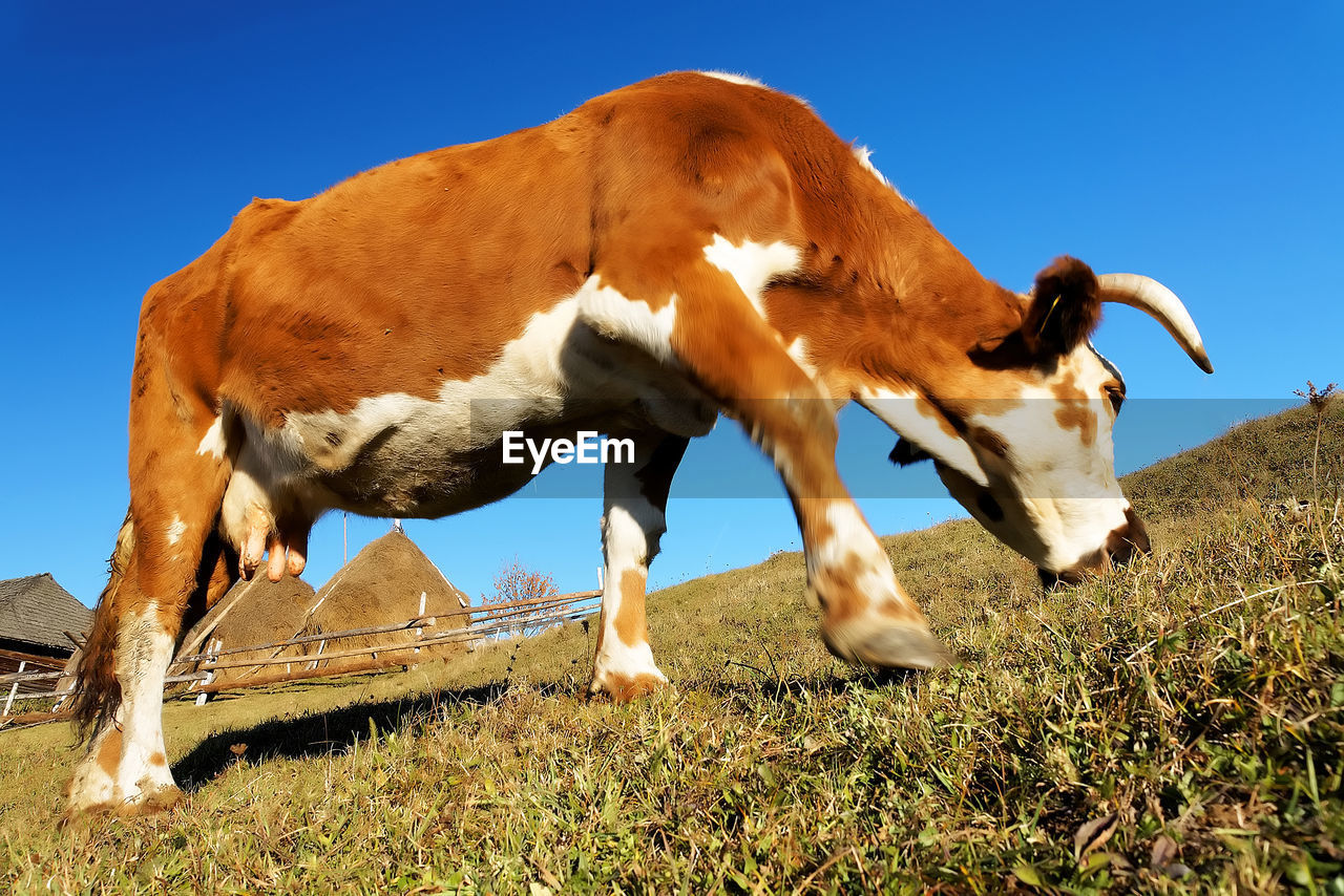 Cow grazing on field against clear blue sky