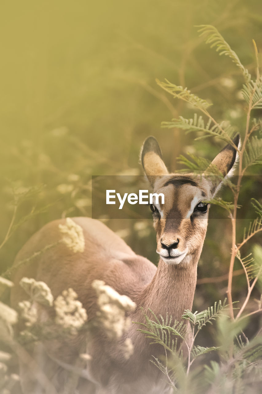 Portrait of an impala