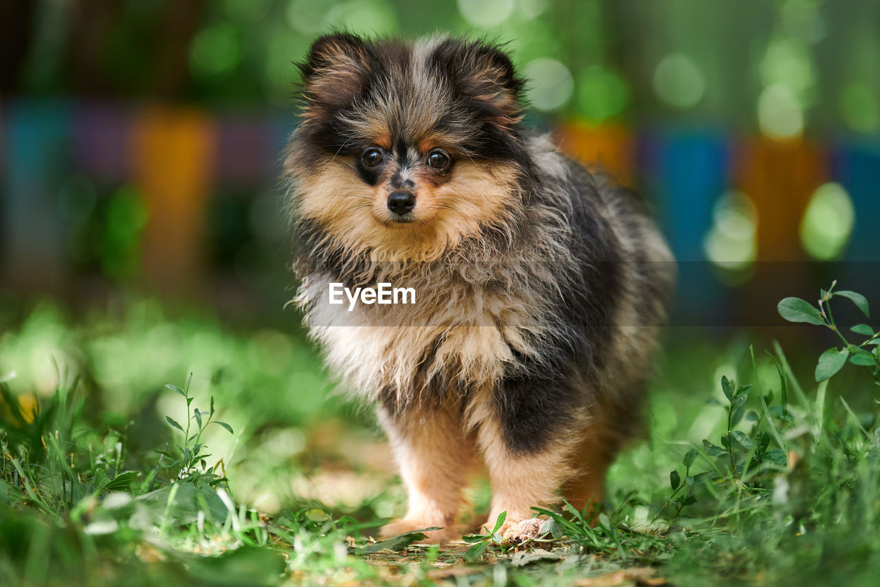 Pomeranian spitz puppy in garden. cute pomeranian dog. puppy spitz pom dog, green grass background