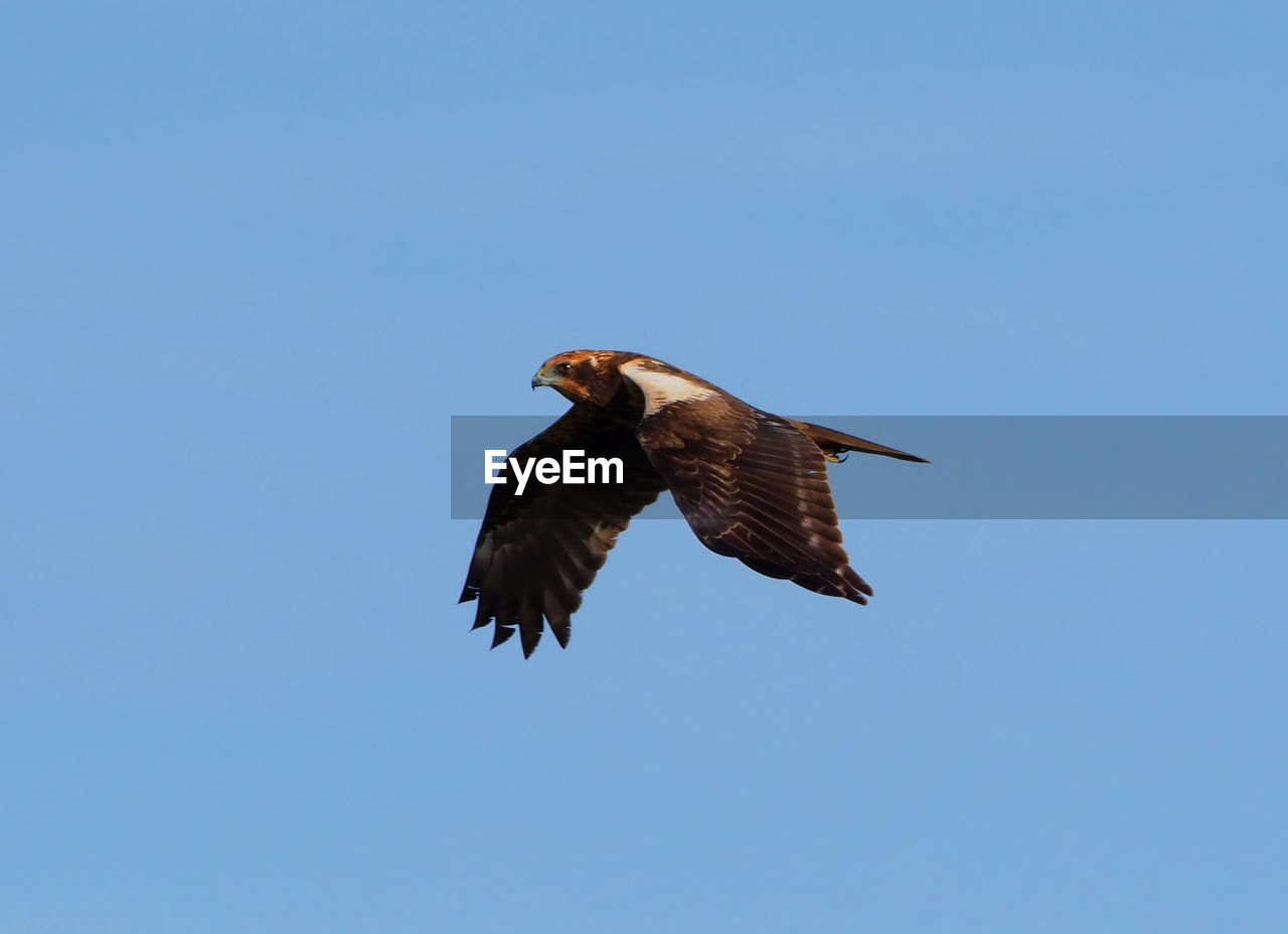 LOW ANGLE VIEW OF EAGLE FLYING