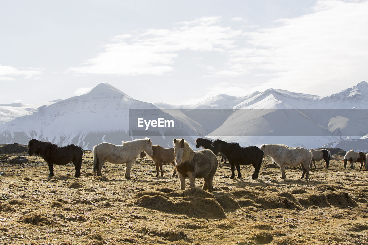 Herd of icelandic horses on a meadow in winter