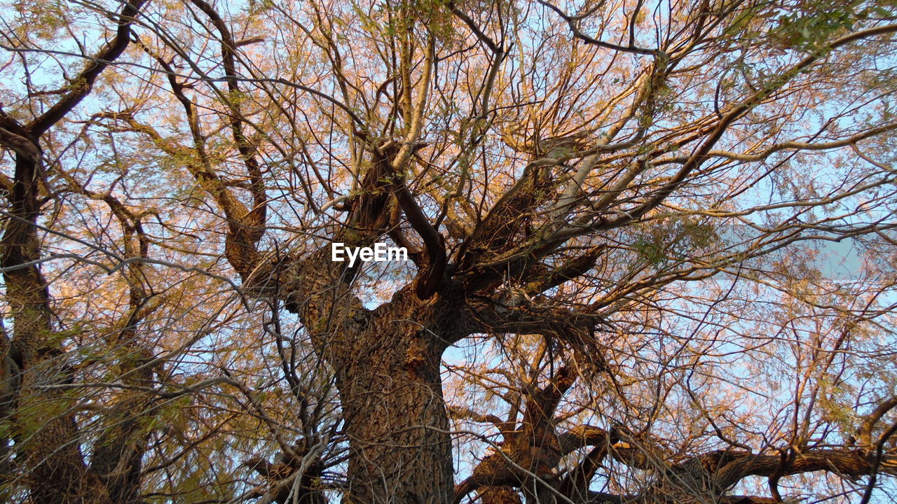 LOW ANGLE VIEW OF TREES AGAINST SKY