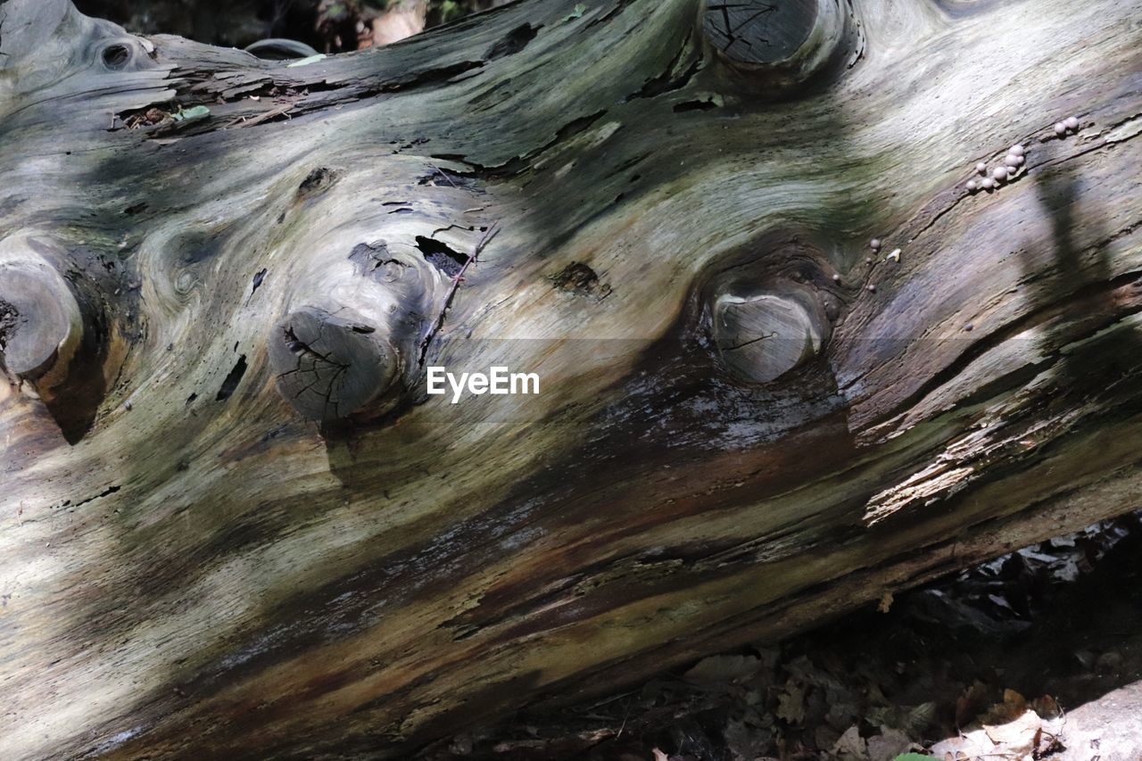 FULL FRAME SHOT OF TREE BARK