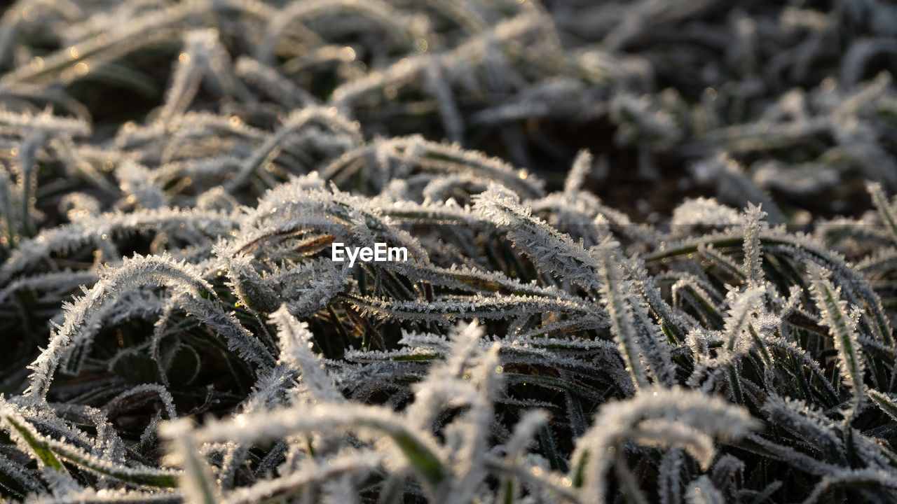 Full frame shot of frozen plants during winter