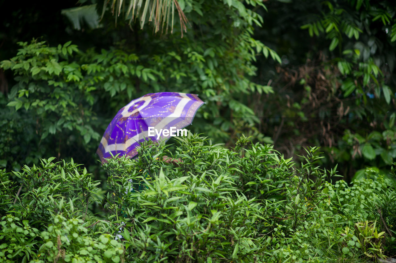 High angle view of purple umbrella in forest