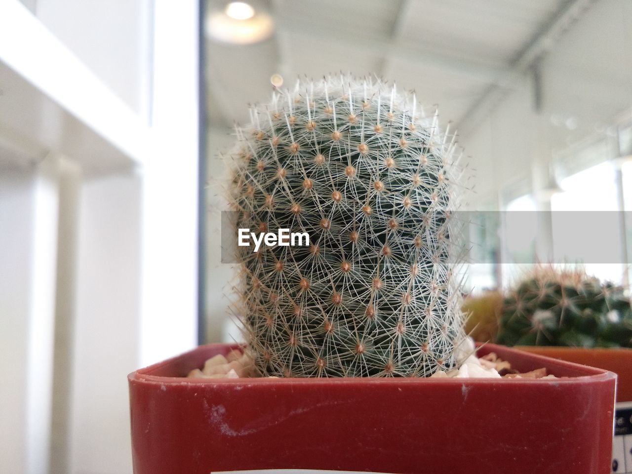 Close-up of potted plant