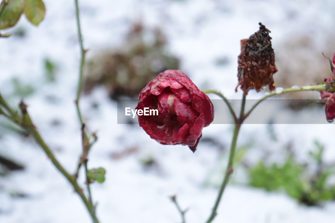 CLOSE-UP OF RED FLOWER ON SNOW