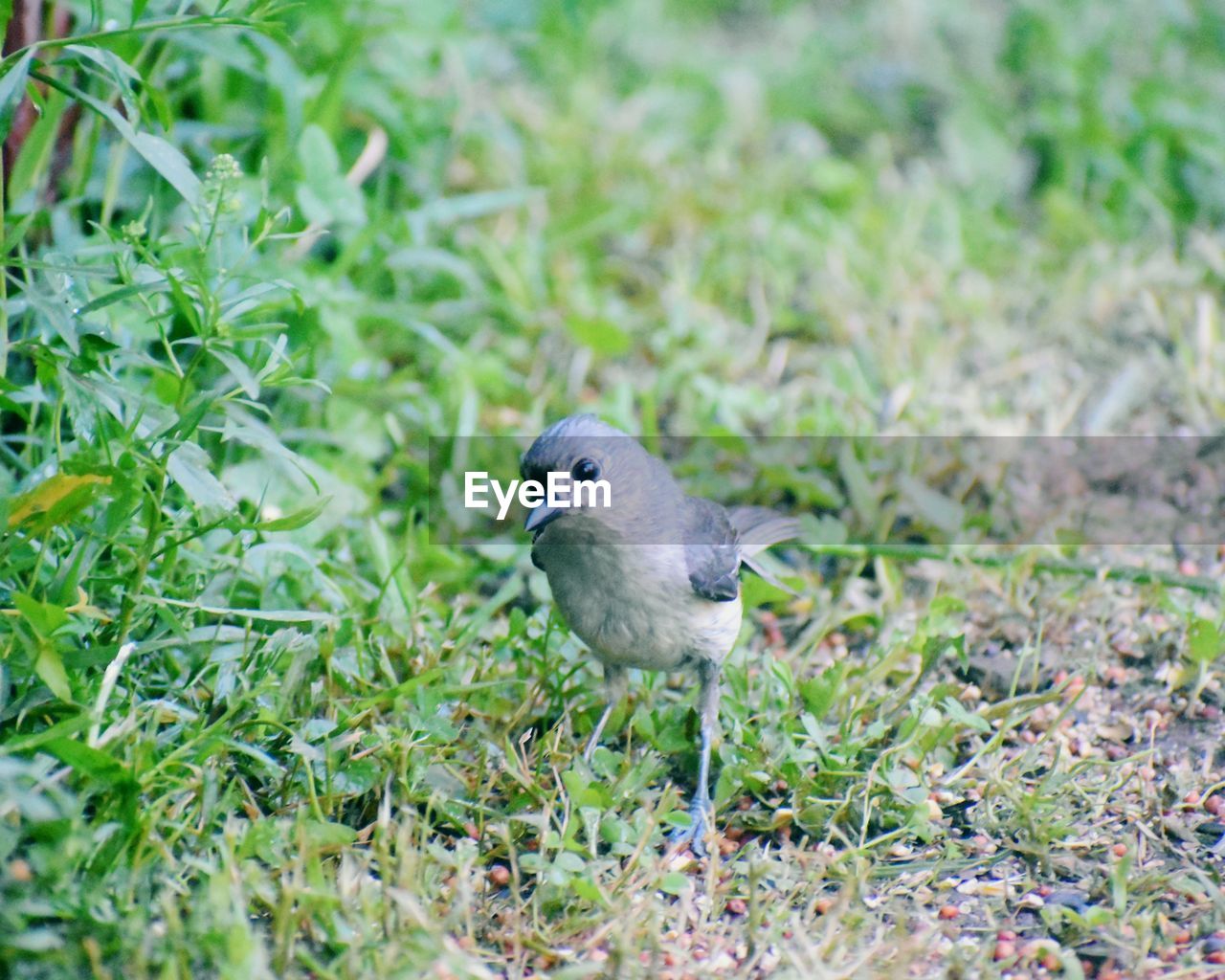 CLOSE-UP OF BIRD PERCHING ON GRASS