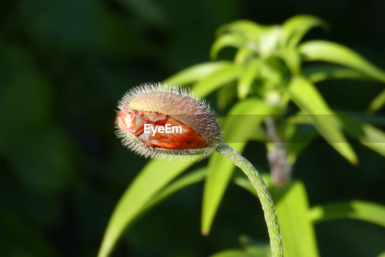 CLOSE-UP OF A INSECT ON FLOWER