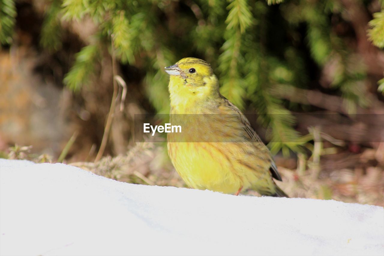 Close-up of bird perching outdoors