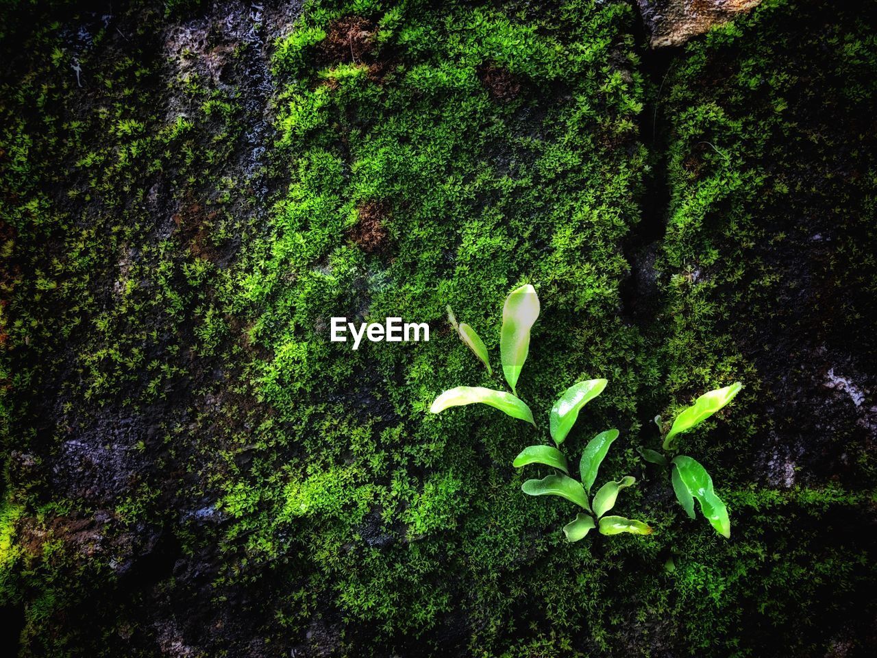 CLOSE-UP OF GREEN TREE TRUNK