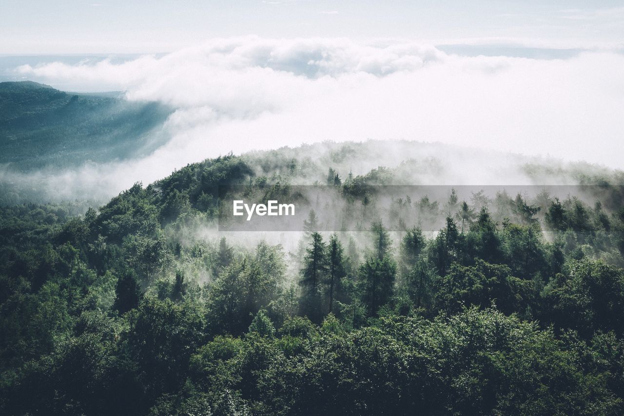 Aerial view of trees against cloudy sky on sunny day