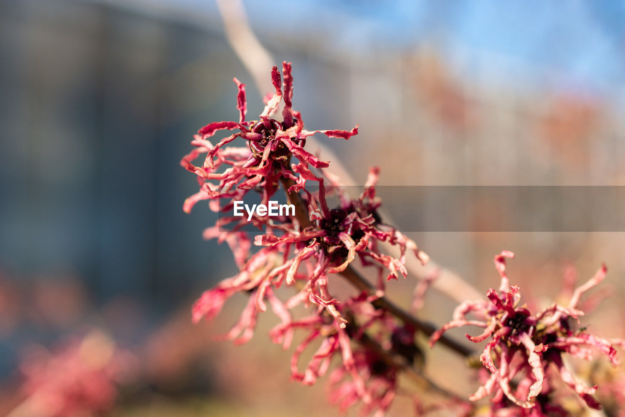 plant, beauty in nature, nature, flower, macro photography, tree, flowering plant, close-up, leaf, spring, blossom, branch, freshness, autumn, red, growth, no people, focus on foreground, pink, outdoors, fragility, food and drink, springtime, plant part, fruit, food, day, selective focus, sunlight, tranquility, sky, environment, landscape, defocused, petal, botany