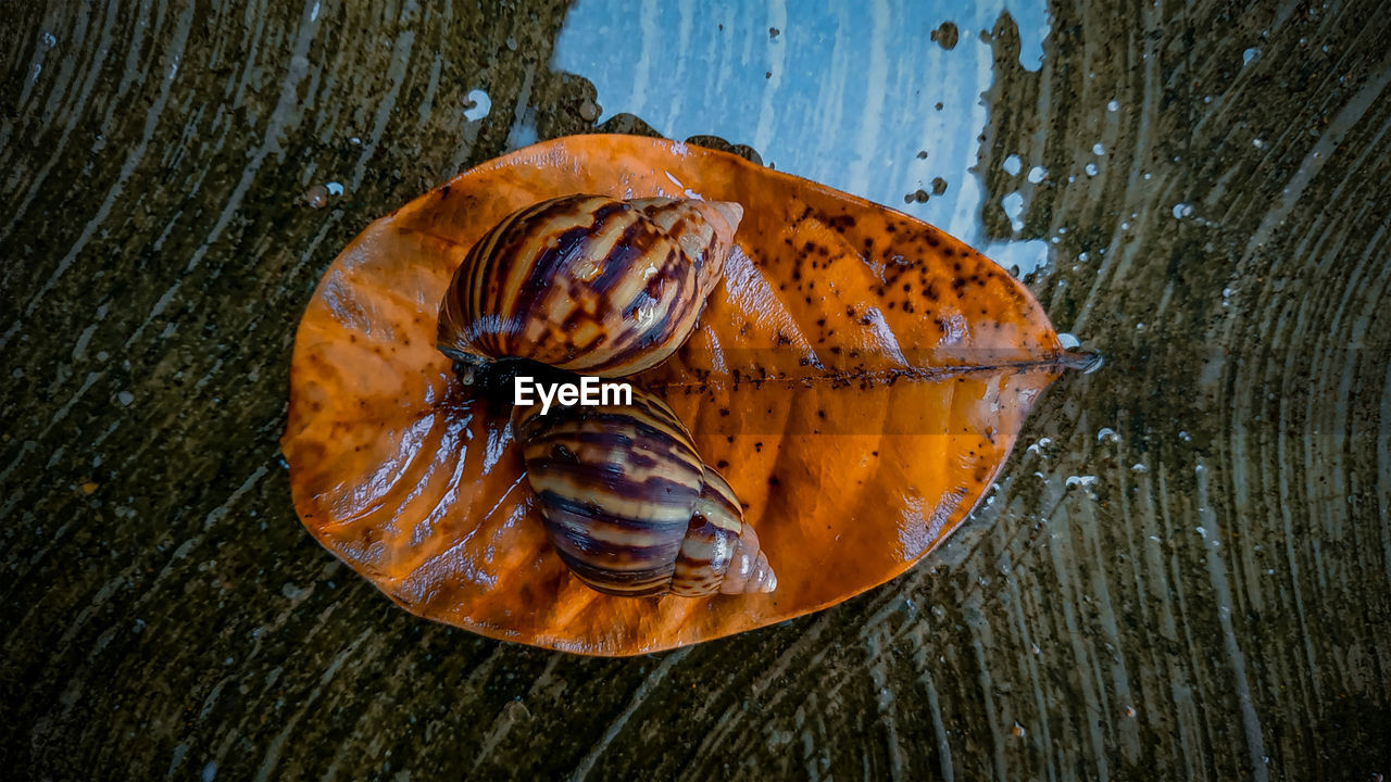 High angle view of a snail and tree trunk