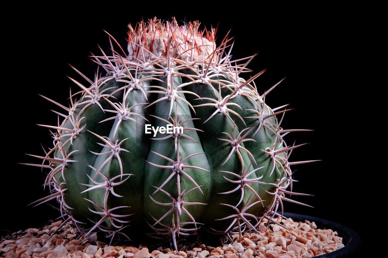 Close up melocactus with studio lighting against dark background