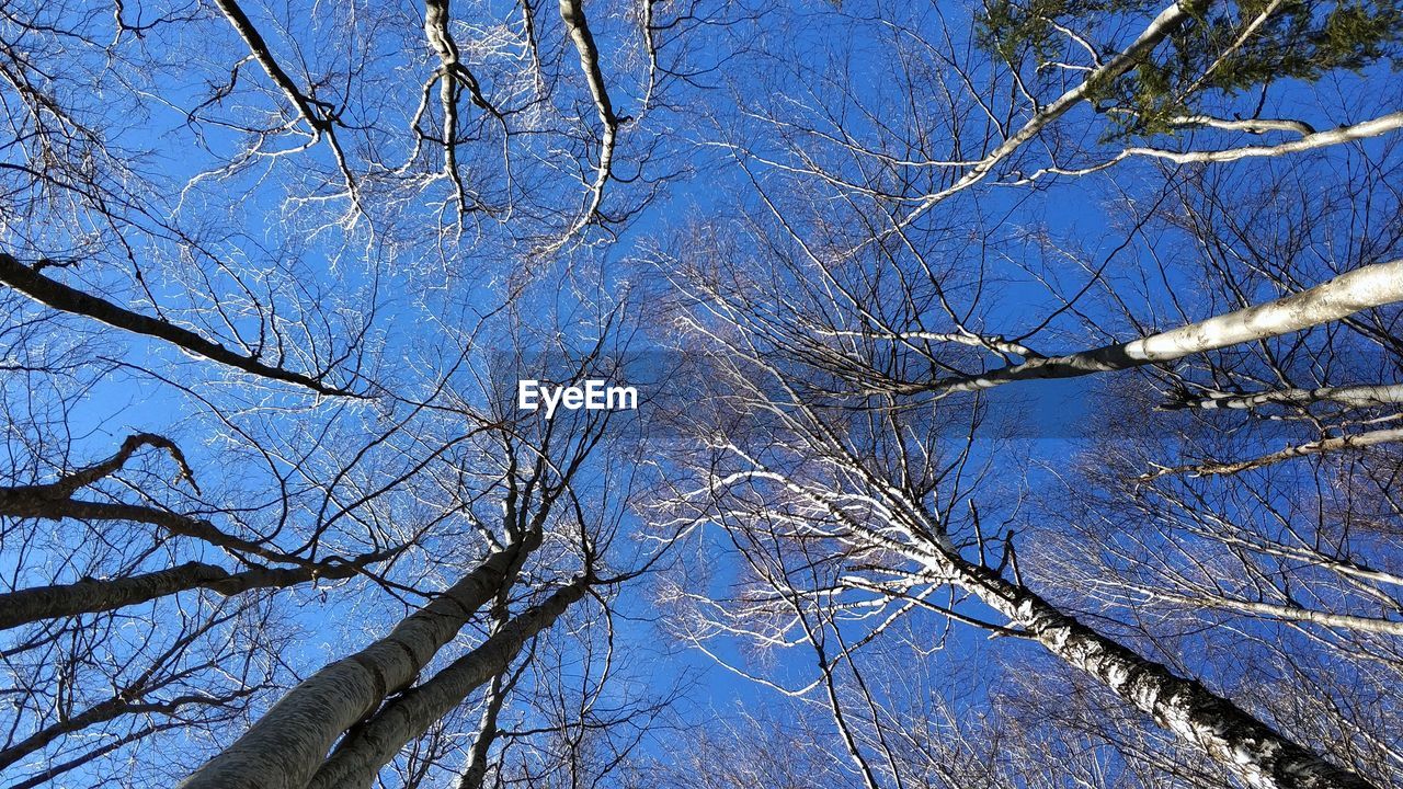 LOW ANGLE VIEW OF BARE TREE AGAINST BLUE SKY