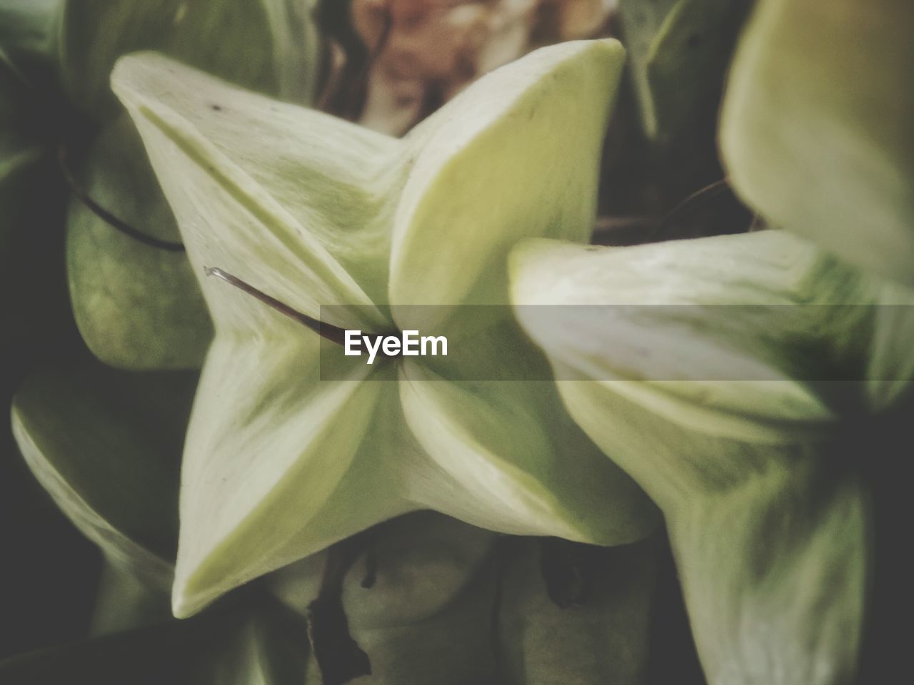 CLOSE-UP OF GREEN PLANT ON RED FLOWERING PLANTS