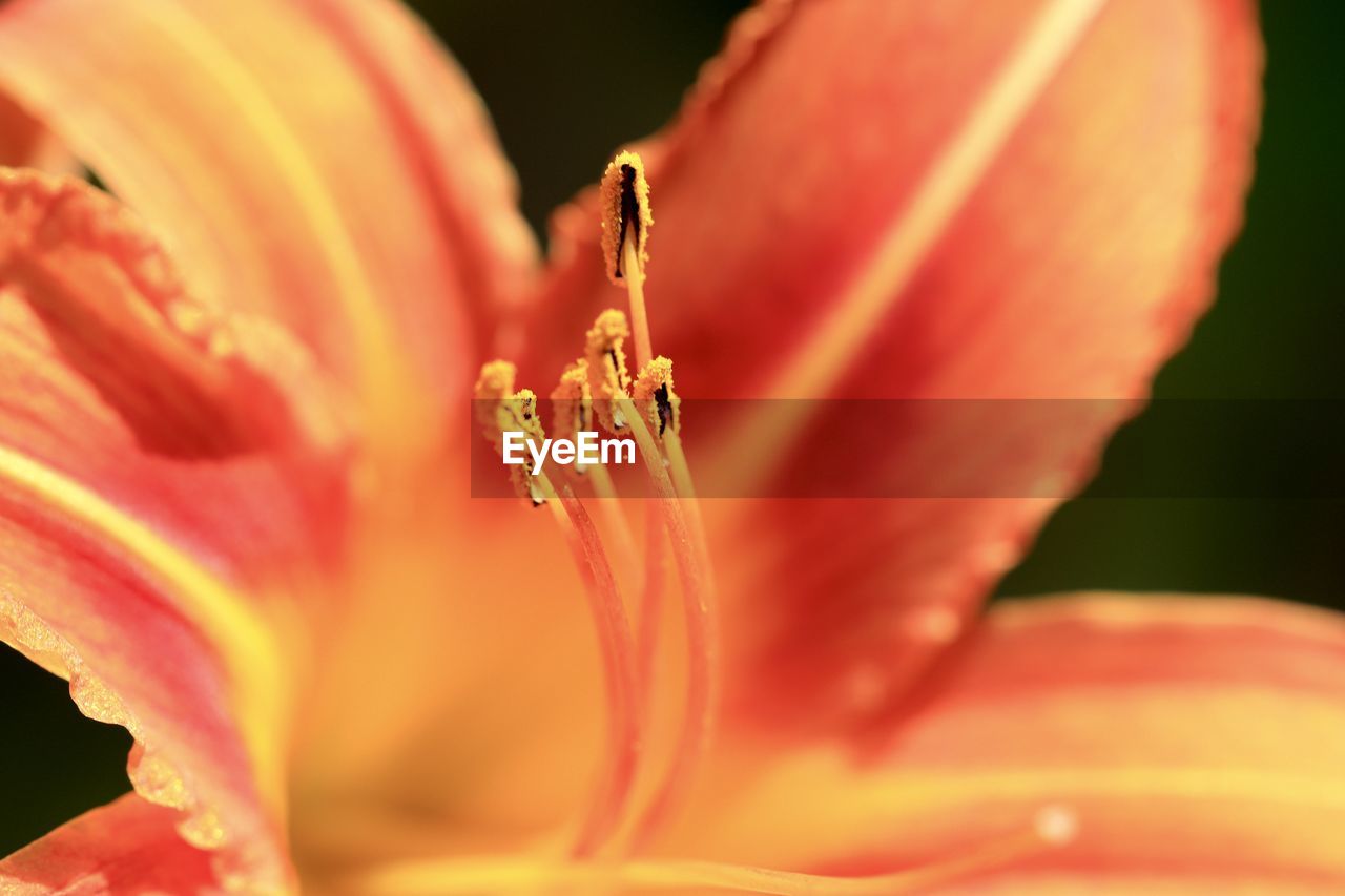 Close-up of orange flower