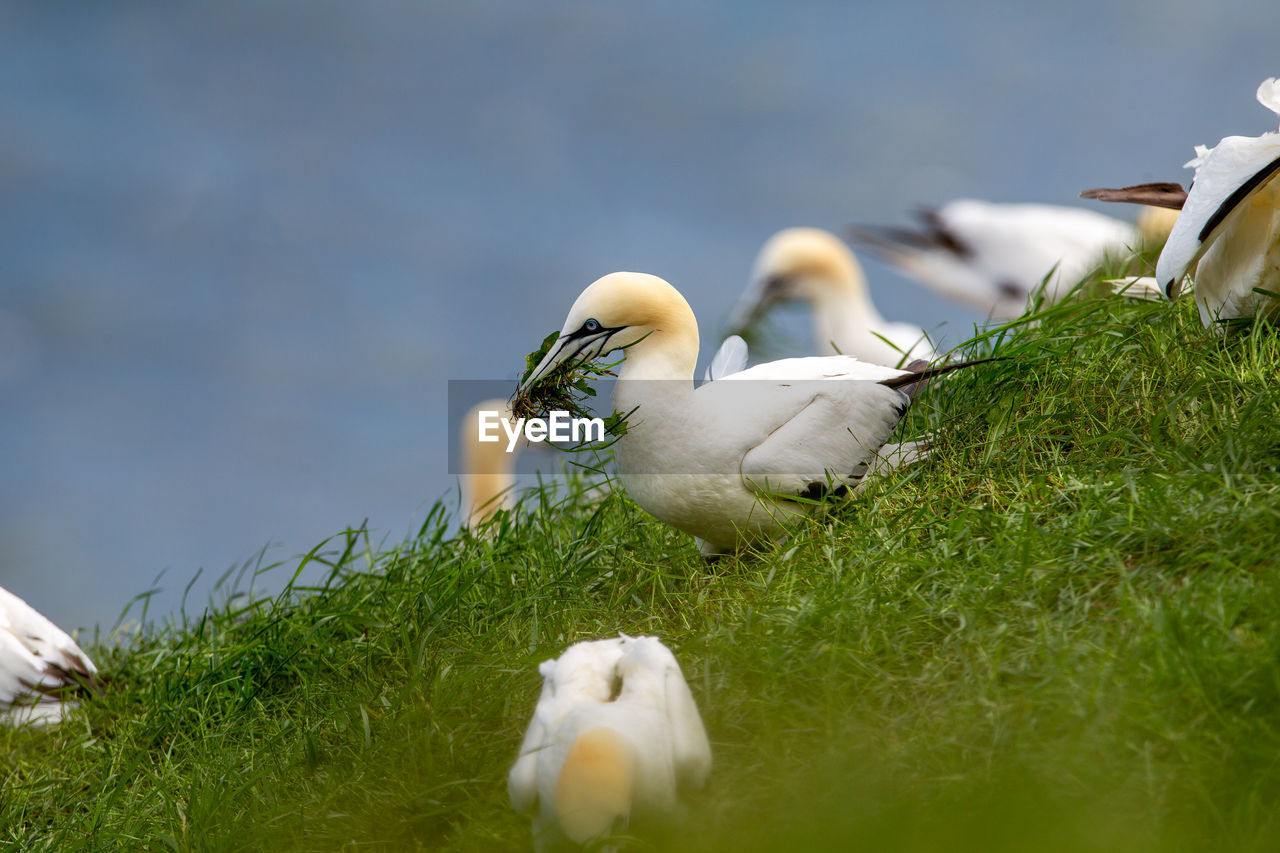 VIEW OF BIRDS IN THE LAND