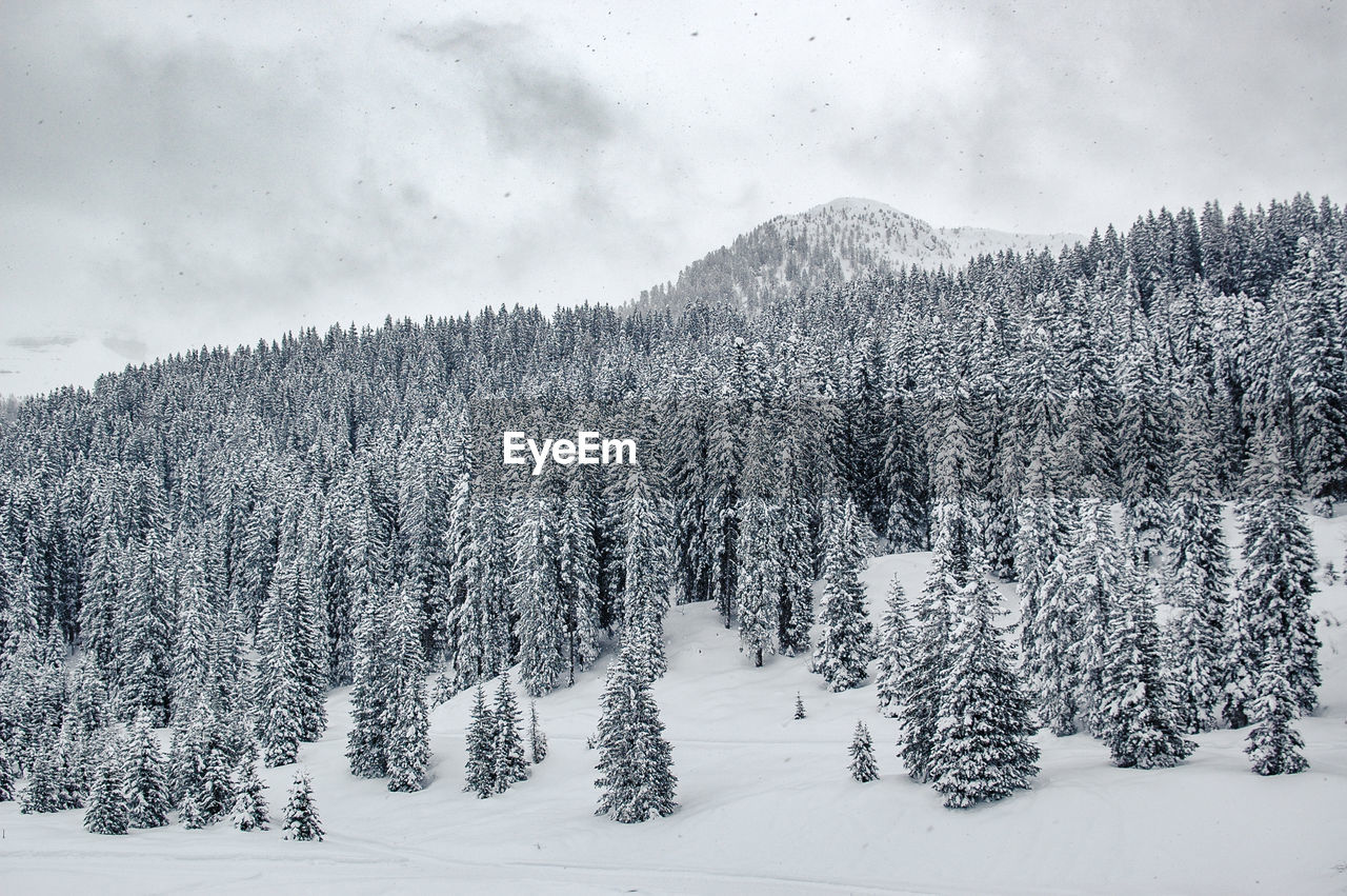 Aerial view of pine tree during winter against sky