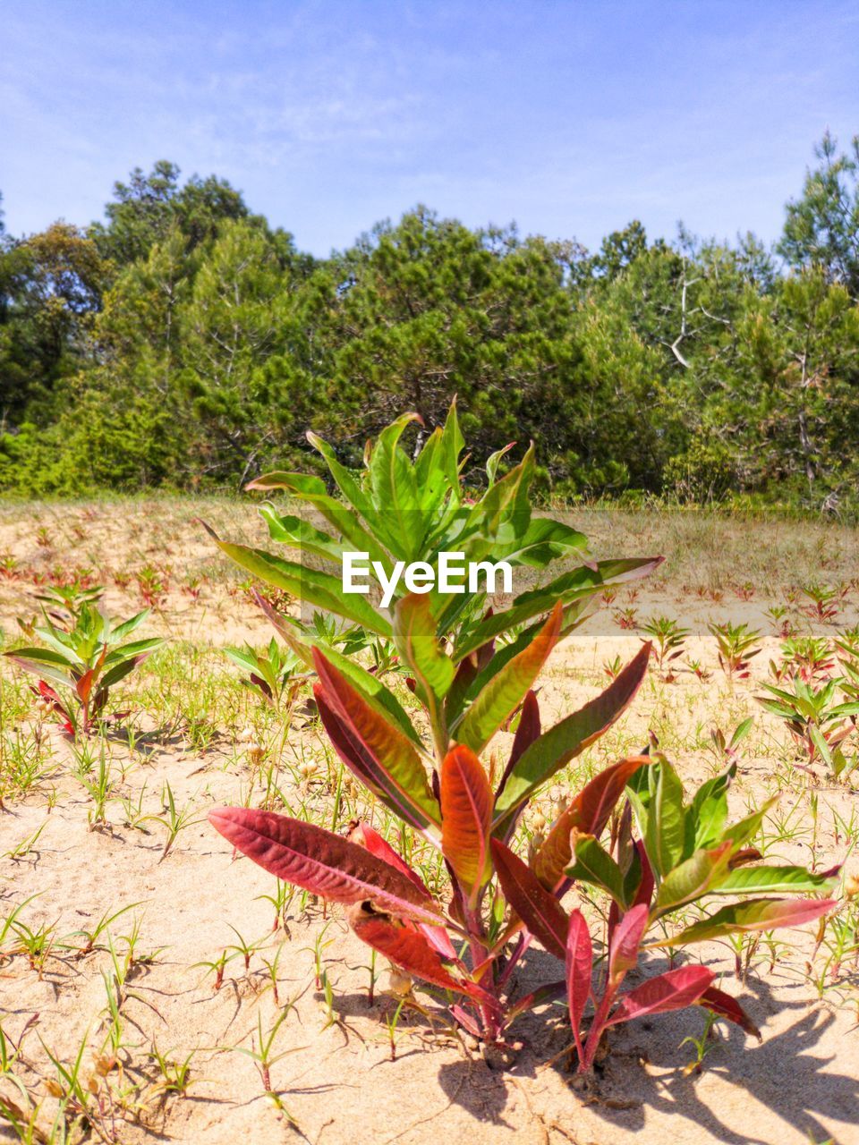 CLOSE-UP OF PLANT GROWING ON FIELD